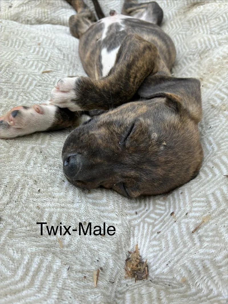 A baby medium-sized male Hound dog named Twix for adoption in Manchester, CT