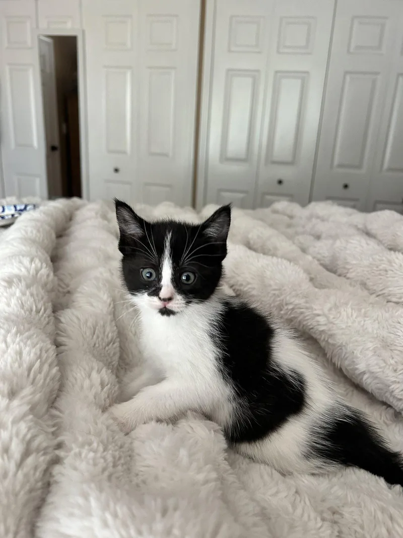 A baby medium-sized female Black & White / Tuxedo Domestic Short Hair cat named Moose Tracks for adoption in Walled Lake, MI
