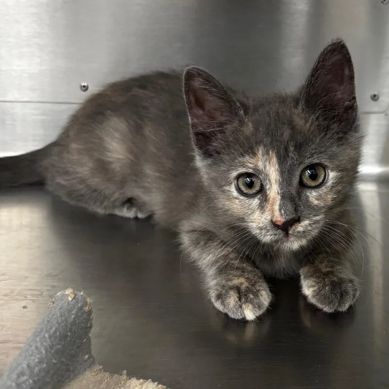 A baby small-sized female Gray / Blue / Silver Domestic Short Hair cat named Pooky for adoption in Corpus Christi, TX