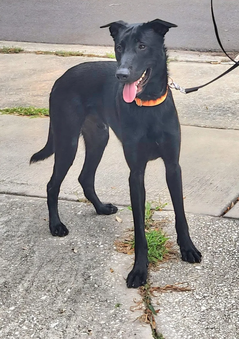 A young medium-sized male Belgian Shepherd / Malinois dog named Sully for adoption in Winter Park, FL