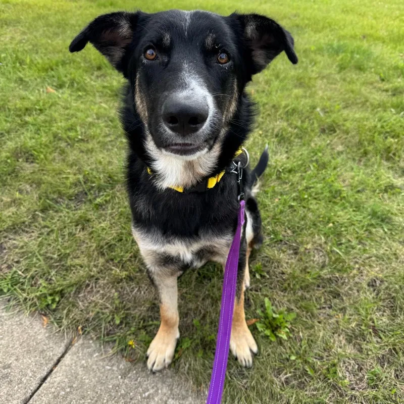 A young large-sized male Black Mixed Breed dog named Aspen for adoption in Naperville, IL