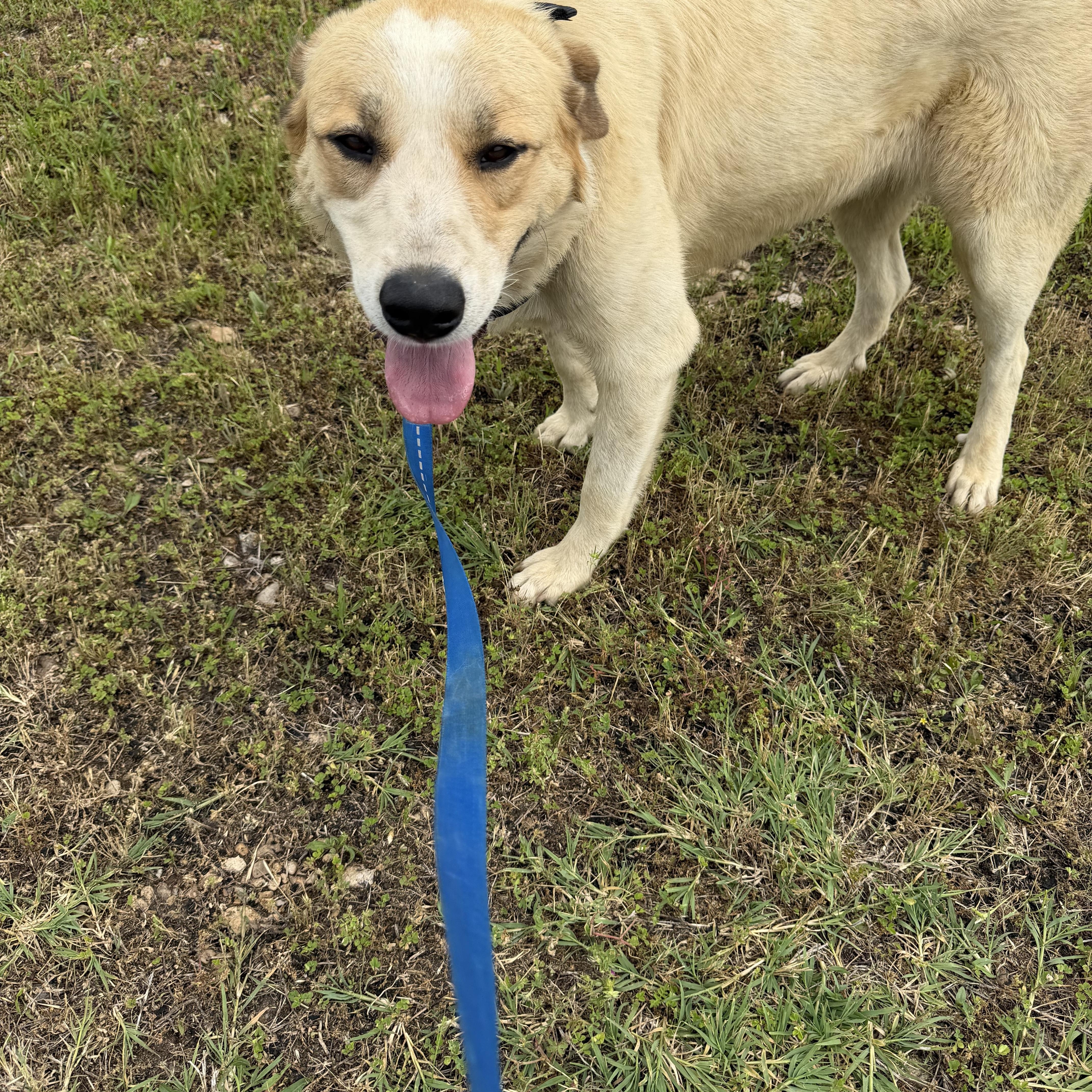An adult large-sized female Great Pyrenees dog named Diamond for adoption in Muldrow, OK