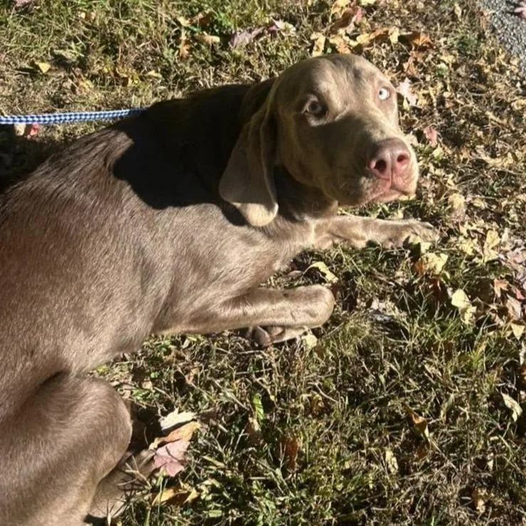 A baby small-sized female Weimaraner dog named Chelsea for adoption in Jasper, IN