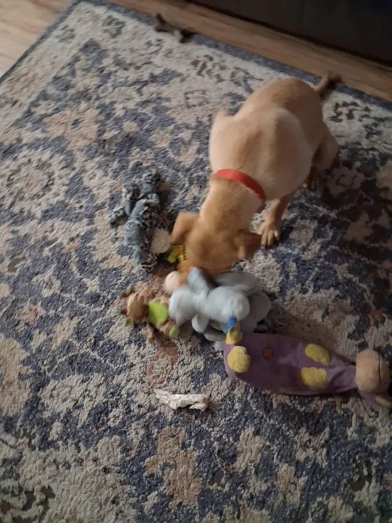 Trixie thumbnail 5