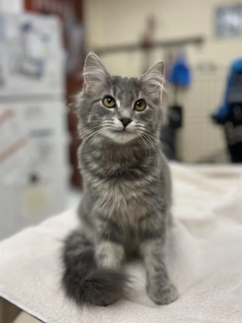 A baby small-sized female Domestic Medium Hair cat named Dazzle for adoption in Aliquippa, PA