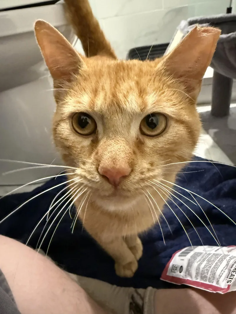 An adult medium-sized male Domestic Short Hair cat named Sweden and Shrimp for adoption in Wheaton, IL
