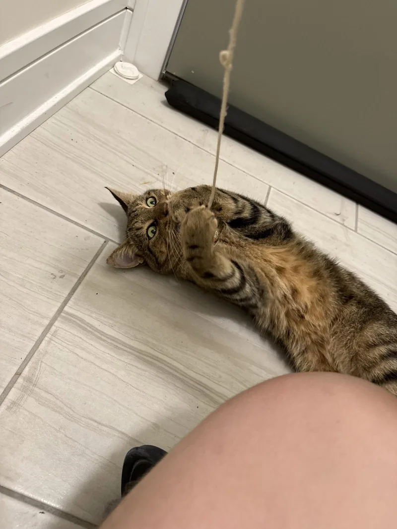 Sweden and Shrimp thumbnail 3