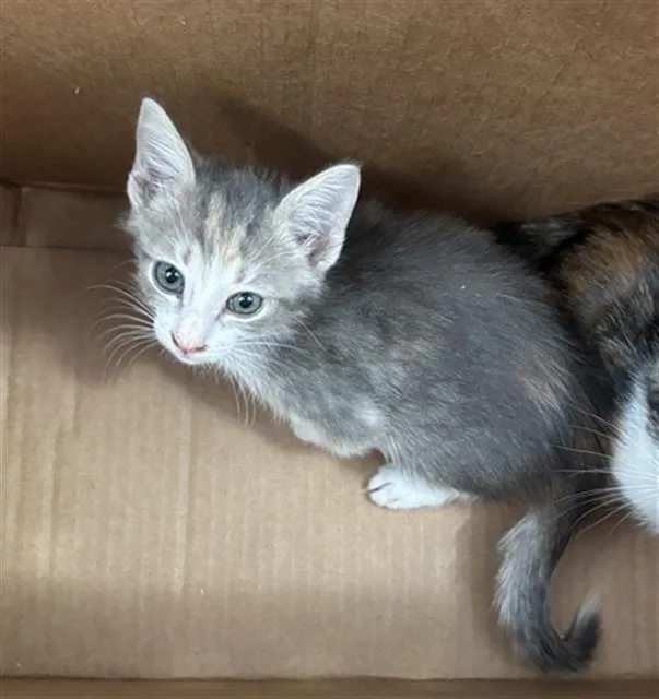 A baby medium-sized female Domestic Short Hair cat named Money for adoption in Dallas, TX