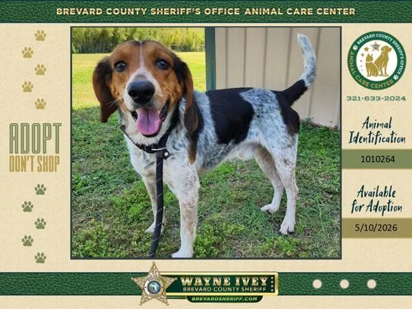 An adult medium-sized male Mixed Breed dog named Short Rib for adoption in Melbourne, FL