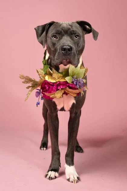 An adult medium-sized female Mixed Breed dog named Demario for adoption in Atlanta, GA
