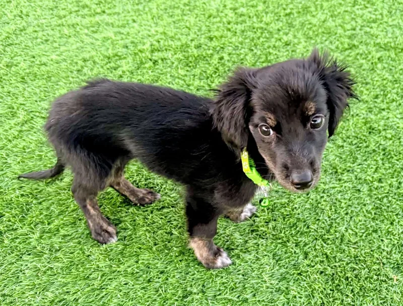 A baby small-sized female Dachshund dog named Dolly for adoption in Evergreen, CO