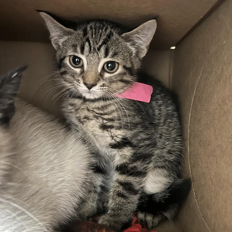 A baby small-sized female Brown / Chocolate Domestic Short Hair cat named Cash for adoption in Fairport, NY