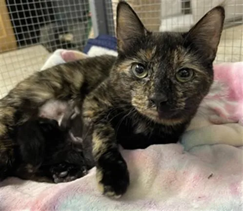 A young medium-sized female Domestic Short Hair cat named Muffin for adoption in Hagerstown, MD