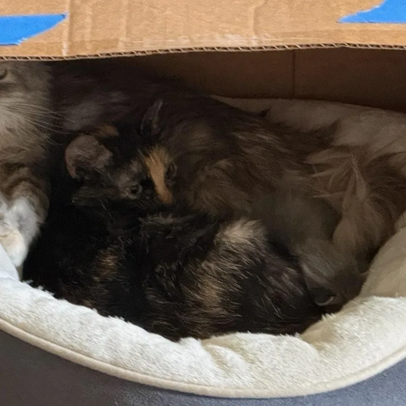 A baby small-sized female Tortoiseshell Domestic Short Hair cat named Whisker Houston for adoption in Branson, MO