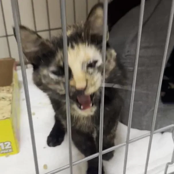 Whisker Houston thumbnail 2