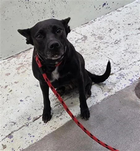 A young medium-sized female Labrador Retriever dog named Ruth for adoption in Houston, TX