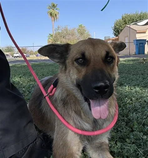 A young large-sized female German Shepherd Dog dog named Raspberry for adoption in Phoenix, AZ