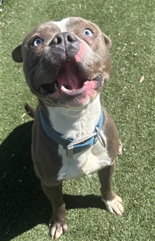 A young large-sized male Staffordshire Bull Terrier dog named Quill for adoption in Texas City, TX