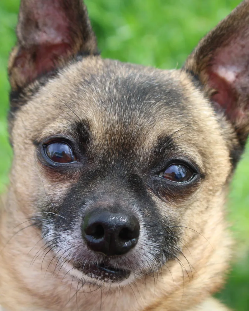 An adult small-sized male Yellow / Tan / Blond / Fawn Chihuahua dog named Bandit for adoption in Bettendorf, IA