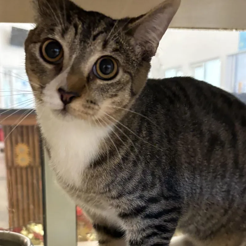 A baby small-sized female Brown / Chocolate Domestic Short Hair cat named Bluey for adoption in Gloucester, VA
