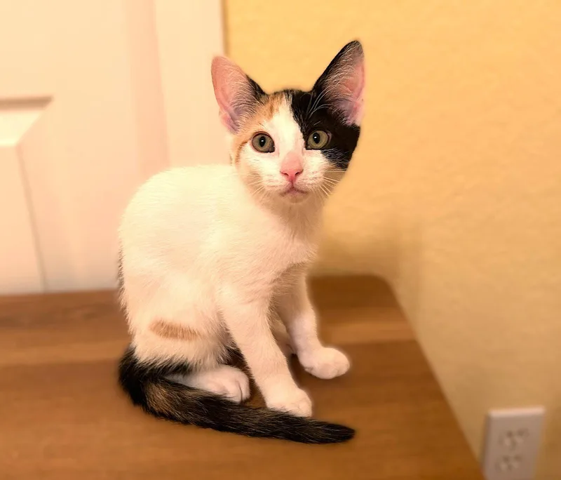 A baby medium-sized female Calico cat named Liberty for adoption in Fort Myers, FL
