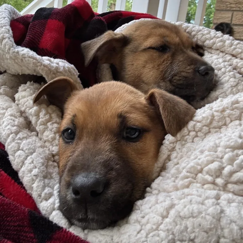 A baby medium-sized female Brown / Chocolate Mixed Breed dog named Buttercup for adoption in Aberdeen, NC