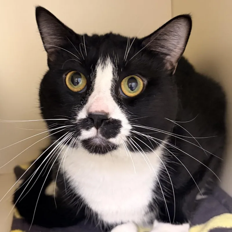 An adult large-sized male Domestic Short Hair cat named Ford Mustachio Coming for adoption in Naperville, IL