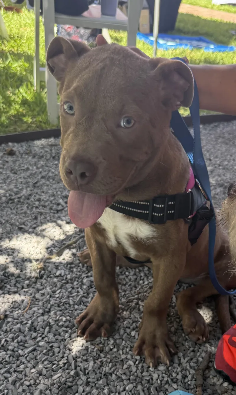 A young medium-sized male Pit Bull Terrier dog named Bruno for adoption in Baton Rouge, LA
