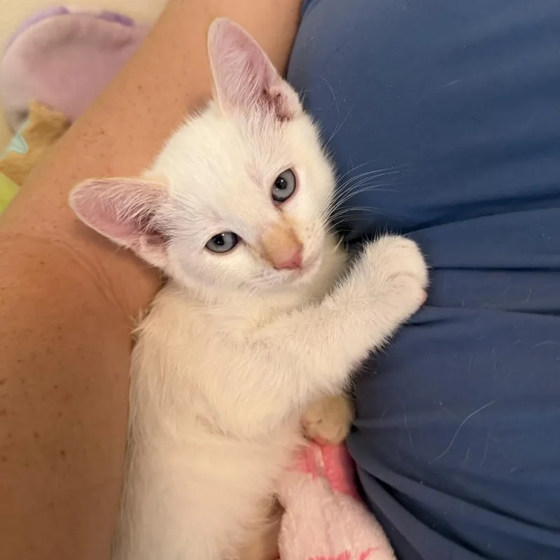 A baby small-sized male White Siamese cat named Kai for adoption in San Pedro, CA