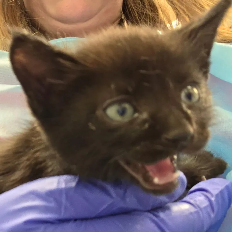 A baby small-sized male Black Domestic Short Hair cat named Chillicheese Hotdog for adoption in Chattanooga, TN