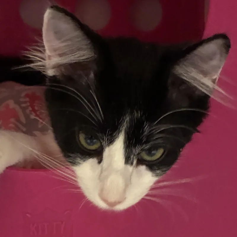 A baby small-sized male Domestic Medium Hair cat named Atlas for adoption in Santa Fe, NM