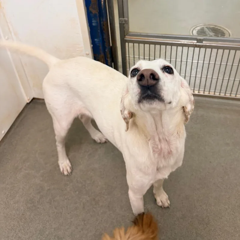 An adult medium-sized female White / Cream Hound dog named Colbie for adoption in Rocky Mount, VA