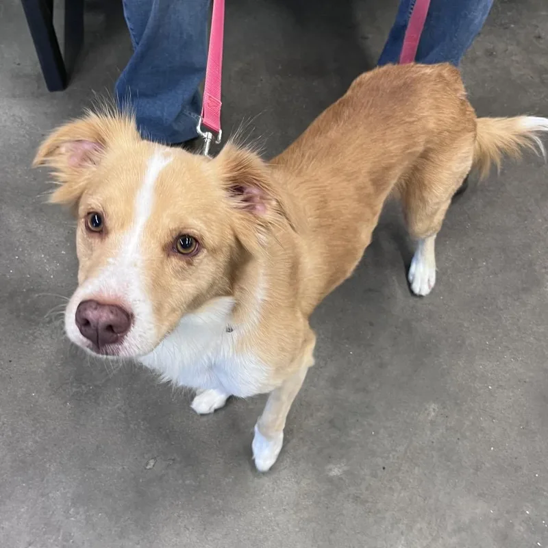 An adult medium-sized male Yellow / Tan / Blond / Fawn Golden Retriever dog named Canelo for adoption in Tampa, FL