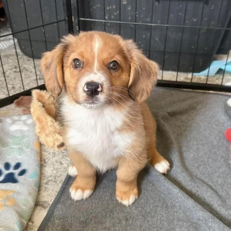 A baby medium-sized male Yellow / Tan / Blond / Fawn Mixed Breed dog named Tipsy Tornado for adoption in Fredericksburg, VA