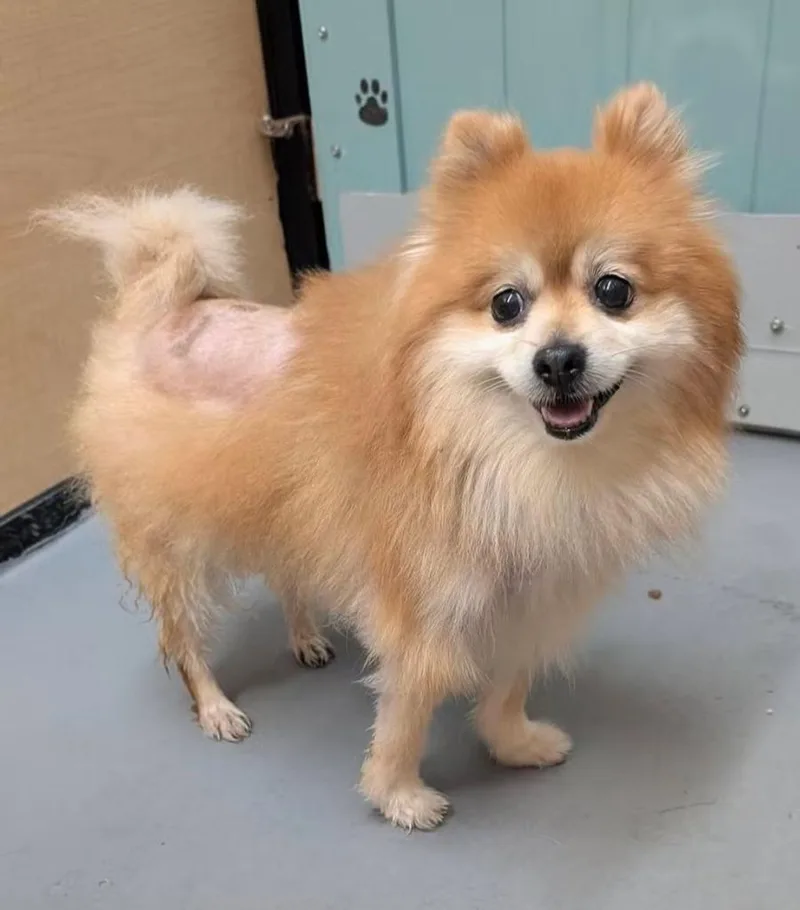 A young small-sized male Pomeranian dog named Courage for adoption in Warren, MI