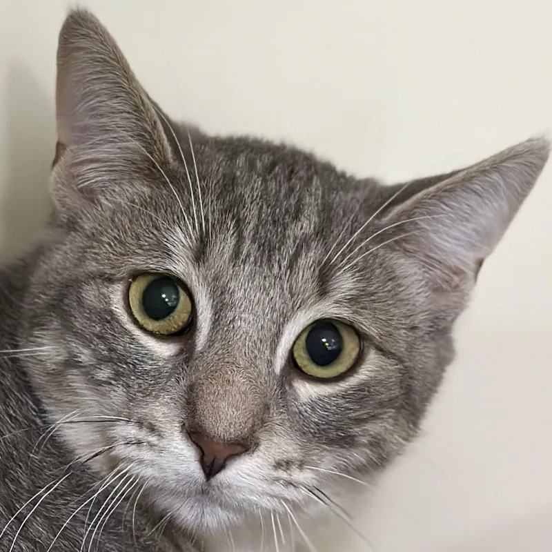 A baby medium-sized male Tabby (Buff / Tan / Fawn) Domestic Short Hair cat named Jude Paw for adoption in Victor, NY