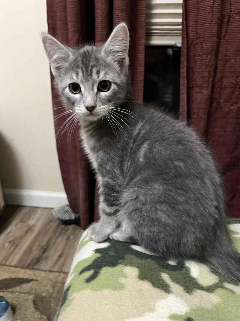 A baby medium-sized male Domestic Short Hair cat named Astro for adoption in Eureka, MO