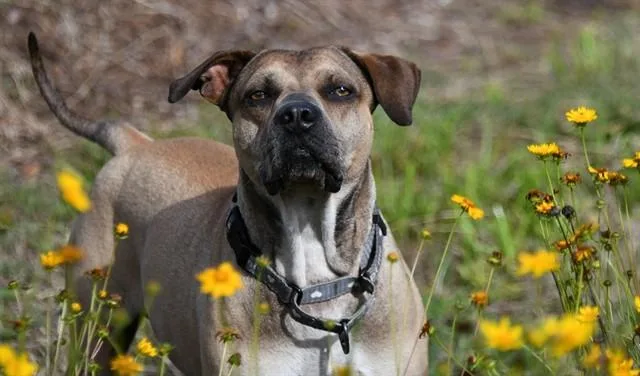 An adult large-sized male Catahoula Leopard Dog dog named James for adoption in Ocala, FL
