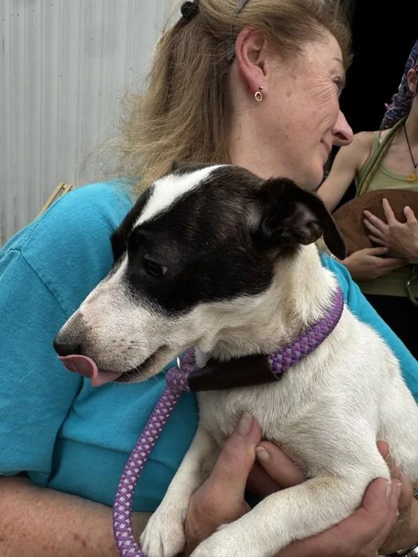 A young small-sized female Jack Russell Terrier dog named E for adoption in Salisbury, MD