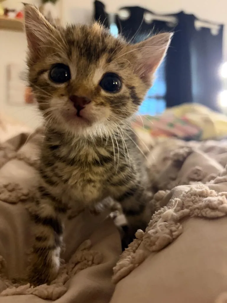 A baby medium-sized female Domestic Short Hair cat named Apple Dumplin' for adoption in Wintersville, OH
