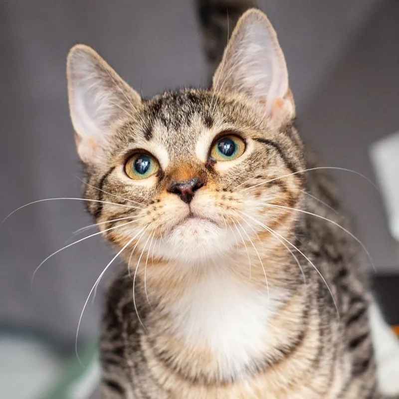 A baby small-sized female Gray / Blue / Silver Domestic Short Hair cat named Kennedy for adoption in Hattiesburg, MS