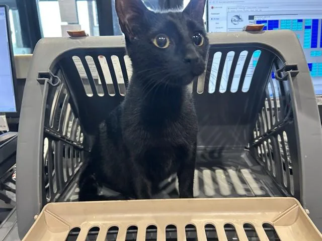 A young large-sized female Domestic Short Hair cat named Bonnie for adoption in Garland, TX