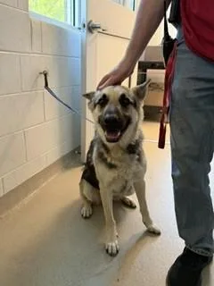 A young medium-sized female German Shepherd Dog dog named Storm Front for adoption in Haw River, NC