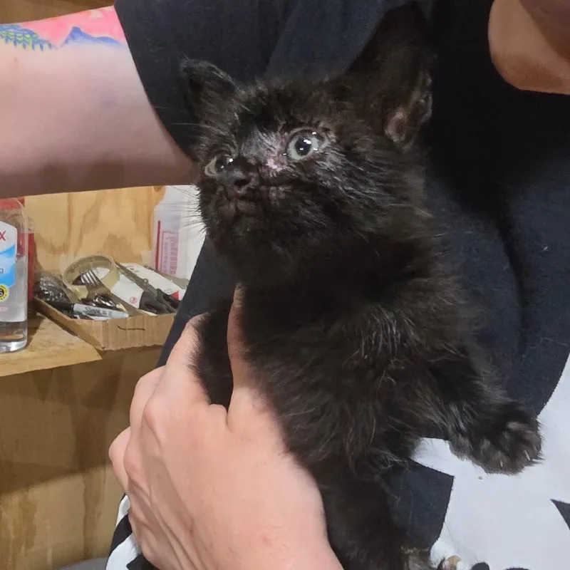 A baby small-sized female Black Domestic Short Hair cat named Selena for adoption in Baytown, TX