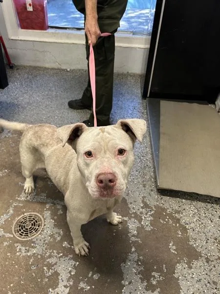 An adult large-sized female Pit Bull Terrier dog named Janice for adoption in Mobile, AL