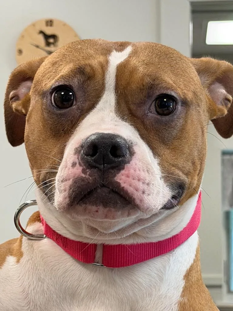 A young medium-sized female Boxer dog named Mila for adoption in Ferndale, NY
