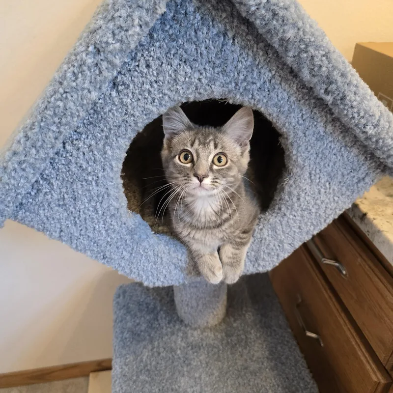 A baby medium-sized male Tabby (Gray / Blue / Silver) Domestic Short Hair cat named Zorro for adoption in Fargo, ND