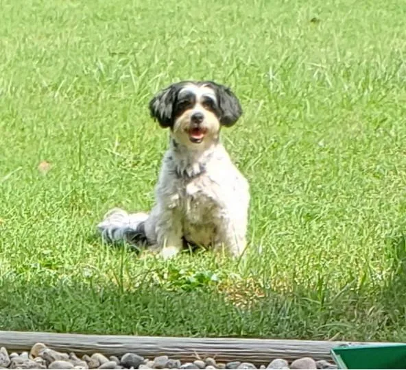 An adult small-sized female Chinese Crested Dog dog named Abby for adoption in Louisville, KY