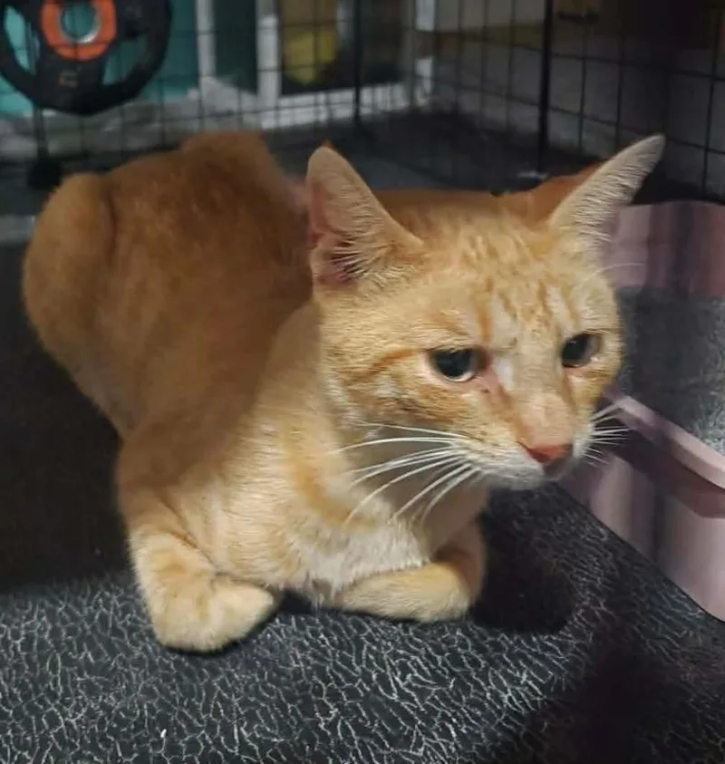 A young medium-sized male Domestic Short Hair cat named Noah for adoption in St. Cloud, MN