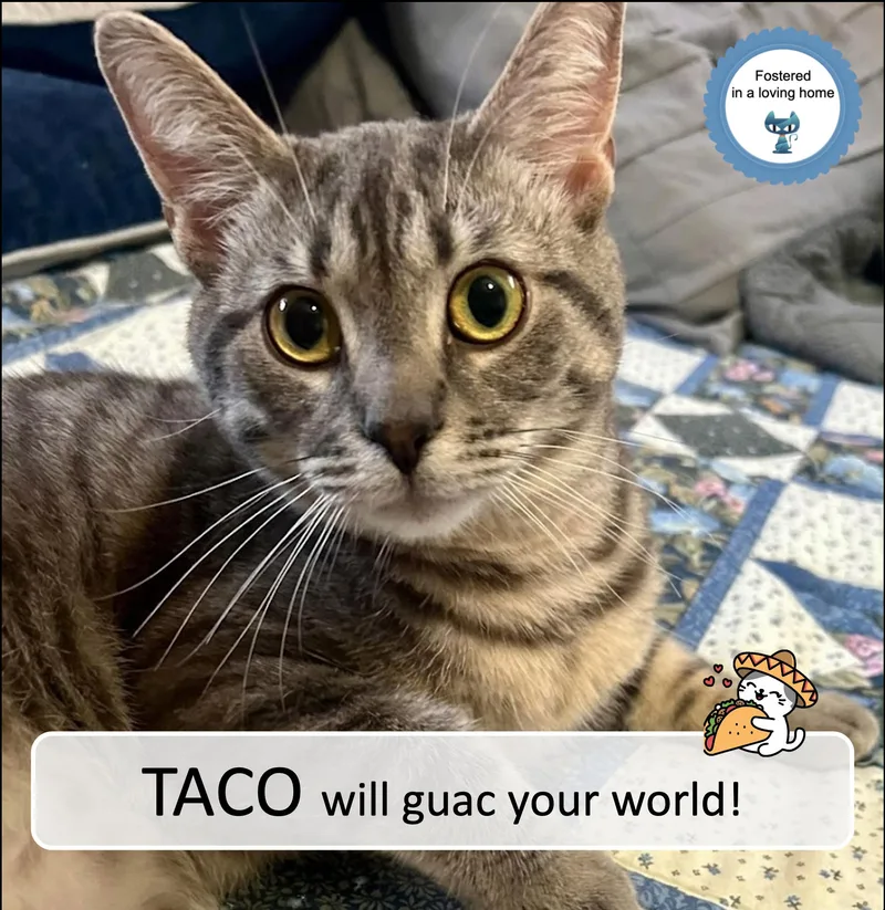 Taco